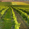 Cantine aperte: alla scoperta del “peccato naturale” in Toscana