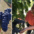 Vendemmia 2021 Orcia Doc, un’annata resiliente
