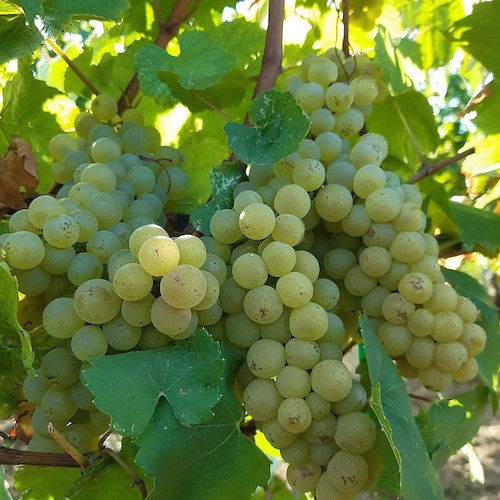 Ortrugo e Chisôla: Emilia Wine Experience animerà il Valtidone Wine Fest al via dal 4 settembre con la prima tappa